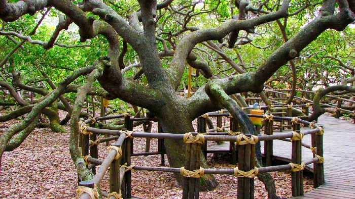 Pohon Jambu Mede Terbesar di Dunia Natal, Brazil - July 31, 2013: This photograph depicts details of famous