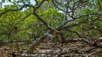 Pohon Jambu Mede ini diperkirakan berusia 1.000 tahun lebih. Siapa yang menanam pertama kali dan kapan pohon ini ditanam, tidak ada yang tahu pasti. (Getty Images/iStockphoto/diegograndi)