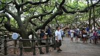 Itu berarti pohon jambu mede ini diperkirakan berusia 1.000 tahun lebih. Pohon raksasa ini pun jadi destinasi wisata populer dan Instagramable di Brasil. (Getty Images/Federico Fermeglia)