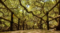 Para peneliti menyebut pohon Jambu Mede ini mengalami mutasi genetik sehingga bisa tumbuh dengan ukuran yang sangat besar. Tumbuhnya juga bukan ke atas, melainkan menyamping dan ke sekelilingnya. (Getty Images/iStockphoto/Damiao Paz)