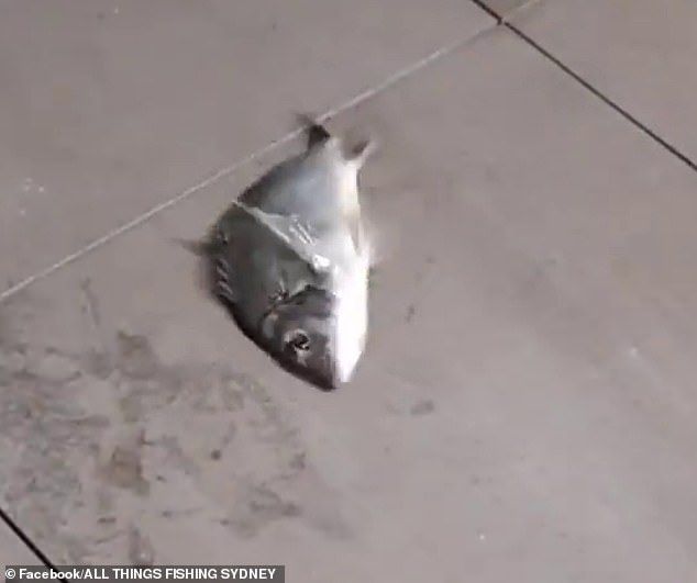 Santuy! Mancing Ikan di Balkon RUmah