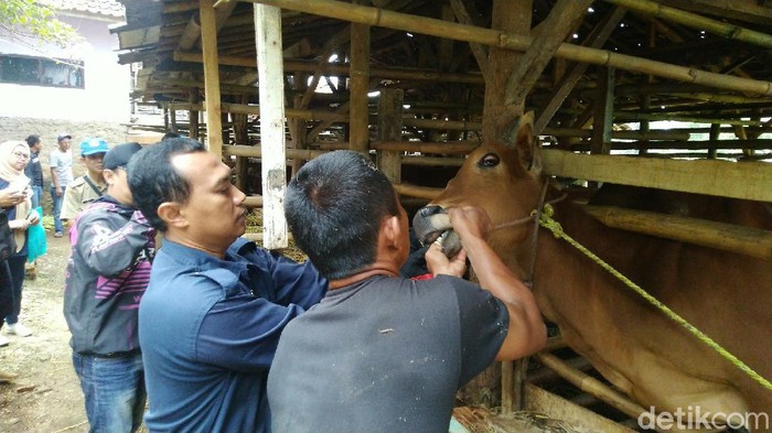 Suasana pasar hewan di Ciamis