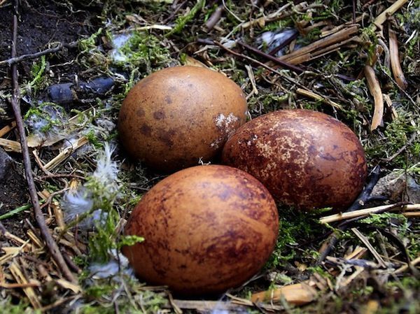 Telur Unggas Cantik
