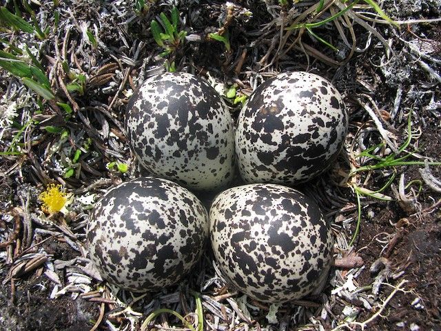Telur Unggas Cantik