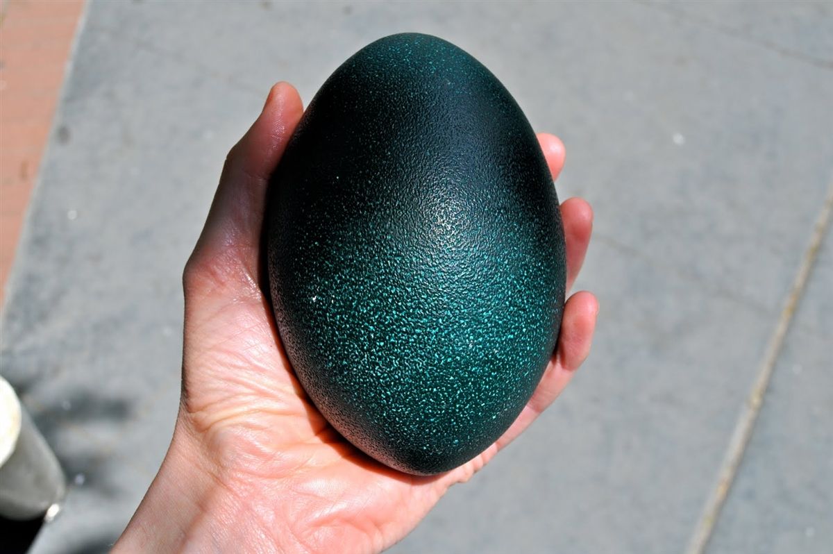 5 Telur  Unggas yang Punya Warna Cantik  dan Tampilan Indah 