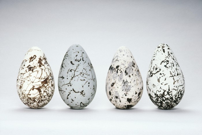 Telur Unggas Cantik Telur Unggas Cantik