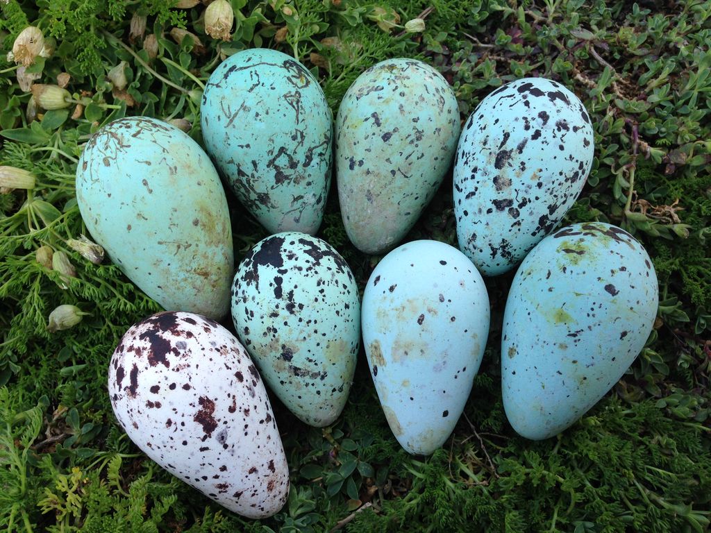 5 Telur  Unggas yang Punya Warna Cantik  dan Tampilan Indah