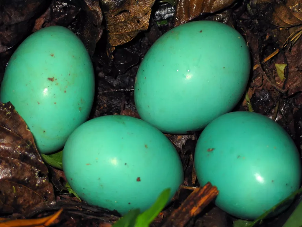 Telur Unggas Cantik