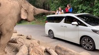 Dari situlah awal perkara pembakaran mobil Via. Padahal sebelumnya banyak sekali kenangan Via dengan mobil tersebut. Seperti pada momen ini, ia memberi makan gajah dari dalam mobil sebelum dibakar pelaku. Foto: Instagram @viavallen