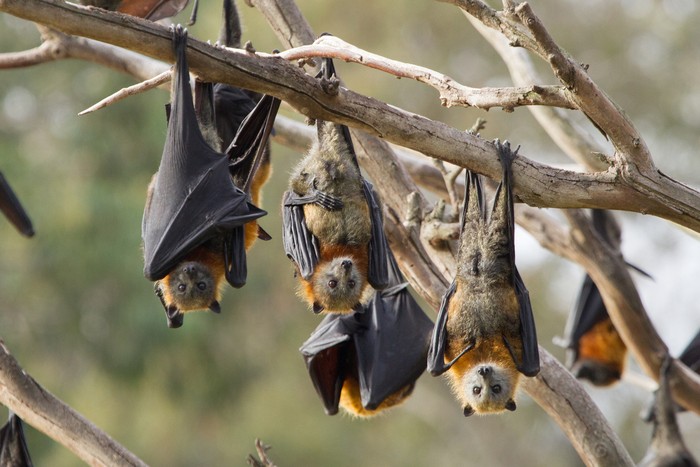 Close up shot of a bat yawning. You can clearly see the animals tongue. This is a fruit bat and the shot was taken in Melbourne, Australia.