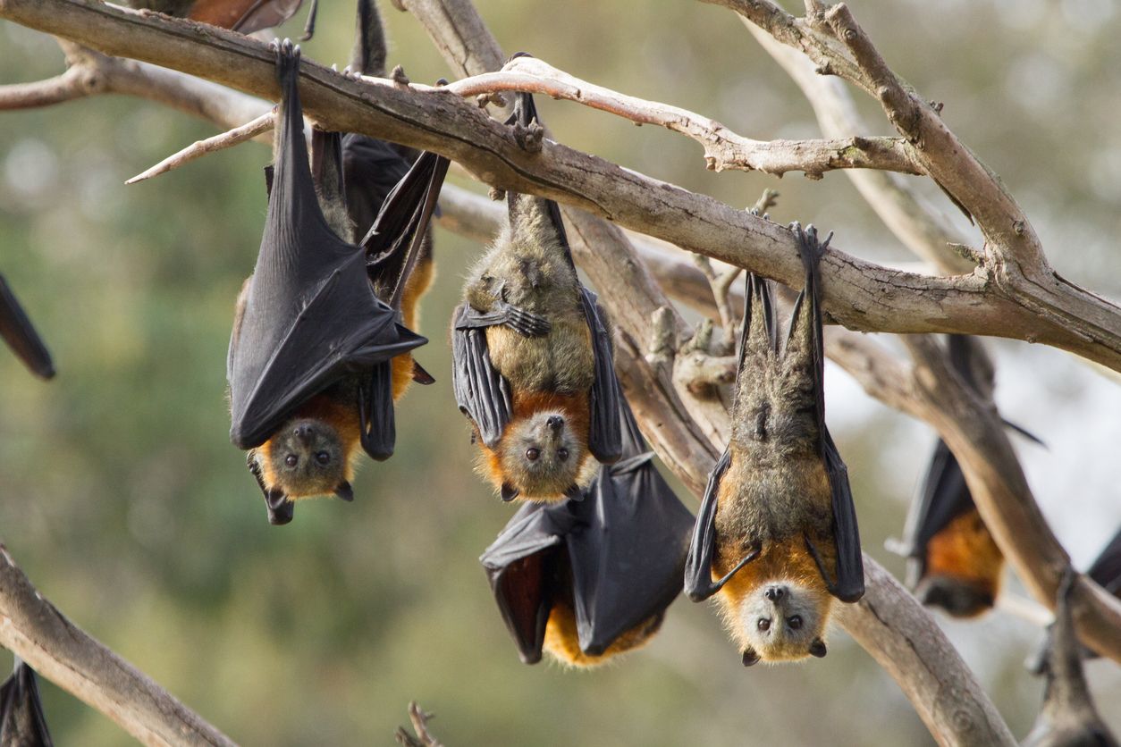 Close up shot of a bat yawning. You can clearly see the animals tongue. This is a fruit bat and the shot was taken in Melbourne, Australia.