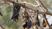 Kelelawar  mempunyai jam tidur, atau lebih tepatnya melakukan hibernasi sih hingga 19 jam perharinya (Getty Images/iStockphoto/CraigRJD)