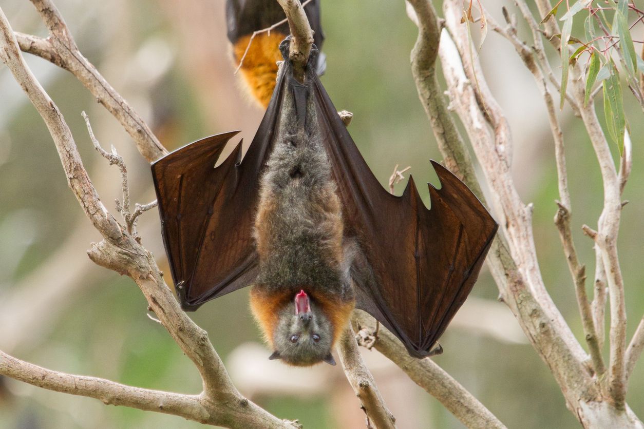 Close up shot of a bat yawning. You can clearly see the animals tongue. This is a fruit bat and the shot was taken in Melbourne, Australia.