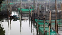 Penjualan ikan hias tersebut dilakukan secara konvensional maupun online.