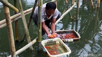 Keramba jaring itu digunakan untuk beternak berbagai ikan hias jenis koki. 