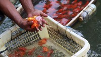 Beternak ikan hias di danau tersebut menjadi salah satu penggerak perekonomian warga.