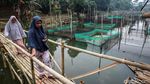 Intip Geliat Budidaya Ikan Hias di Bogor