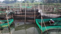 Menurut para peternak, selama pandemi COVID-19, permintaan ikan hias justru meningkat.