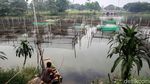 Intip Geliat Budidaya Ikan Hias di Bogor