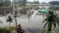 Menurut perternak, permintaaan ikan hias meningkat hingga 70 persen.