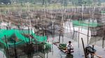 Intip Geliat Budidaya Ikan Hias di Bogor