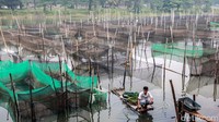 Para peternak mengembangkan ikan hias jenis koki dari bibit Rp 200/ekor dan dipanen setelah 3 bulan dengan harga Rp 8.000 hingga Rp 10.000 per ekor. 