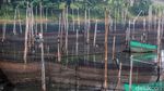 Intip Geliat Budidaya Ikan Hias di Bogor