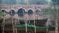 Selama peternakan, sejumlah hama harus dihadapi seperti kelelawar, burung hingga serangga air.