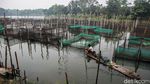 Intip Geliat Budidaya Ikan Hias di Bogor