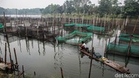 Peternak ikan hias melakukan perawatan di keramba jaring di Danau Cilala, Kecamatan Kemang, Kabupaten Bogor, Rabu (1/7/2020). 