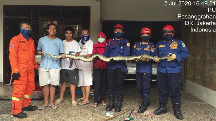 Damkar Jaksel Evakuasi Ular Sanca yang Menyumbat di Saluran Air Rumah Warga