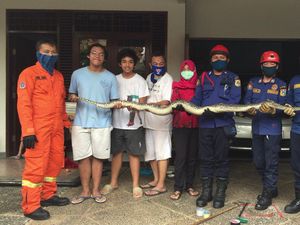 Damkar Jaksel Evakuasi Ular Sanca yang Menyumbat Saluran Air Rumah Warga