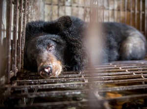Selain Kucing Hitam, Empedu Beruang Juga Jadi Obat Populer Virus Corona