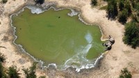 Kematian massal gajah di kawasan Delta Okavango berhenti akhir bulan Juni lalu, seiring dengan keringnya sumber-sumber air yang biasa diminum hewan berbelalai itu. Kematian massal gajah juga dilaporkan oleh Zimbabwe, negara tetangga Botswana. Istimewa/BBC