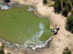 Misteri Kematian Massal Ratusan Gajah Mulai Terkuak
