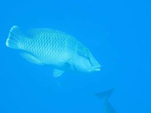 Ikan Napoleon Muncul Lagi, Menteri Kelautan: Kita Jaga Bersama