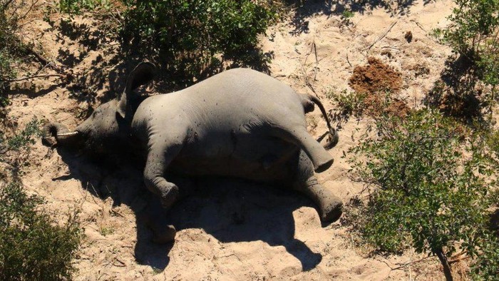 Ratusan gajah mati misterius di Botswana - Benar-benar belum pernah terjadi sebelumnya