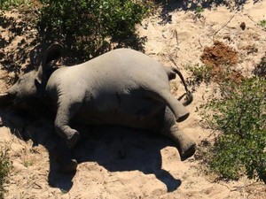 Ratusan Gajah Mati Misterius di Botswana, Belum Pernah Terjadi Sebelumnya