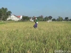 Percepat Masa Tanam, Upaya Jatim Tetap Surplus Padi di Tengah Kemarau