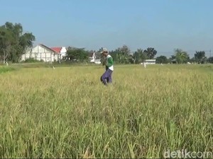 Percepat Masa Tanam, Upaya Jatim Tetap Surplus Padi di Tengah Kemarau