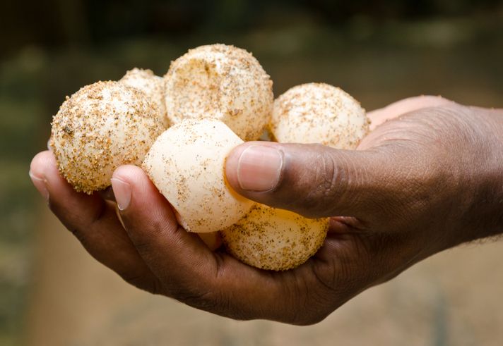 Telur penyu