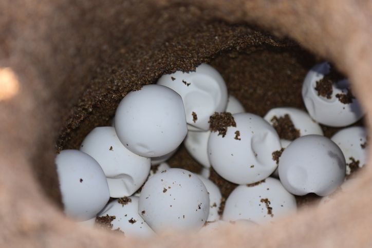 Telur penyu