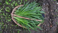 Begini penampakan daun bawang lokal yang segar dari wilayah Nagaland.