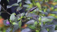 Penduduk asli Nagaland yang berlokasi di timur laut India ini memiliki masa lalu kelam karena gerakan pemberontakan kemerdekaan. Pandemi Corona membuat mereka teringat akan kerentanan tersebut sehingga saat ini mereka memilih untuk berkebun sayuran.