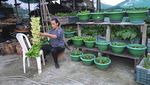 Berkebun Sayuran Jadi Hobi Baru Warga India di Era New Normal