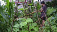 Tak hanya kaum ibu, beberapa anak muda asli Nagaland jug aikut berkebun. Adalah Neichutuonuo Yhome yang ikut berkebun bersama adiknya. Kebun tambal sulam miliknya memiliki setengah lusin varietas sayuran berbeda.