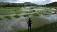 Wilayah Nagaland memiliki curah hujan tahunan yang bagus. Bukit-bukit hijau pun semakin membuat suasana asri.