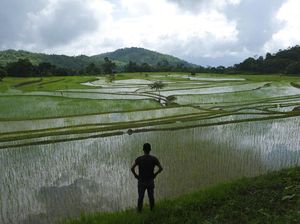 Berkebun Sayuran Jadi Hobi Baru Warga India di Era New Normal