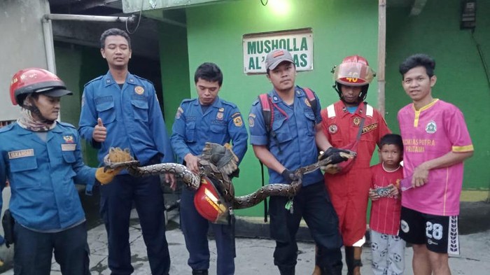 Damkar Bogor evakuasi ular Sanca dari plafon rumah warga.