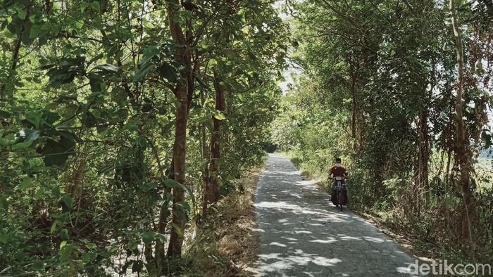 Daun-daun pohon di hutan Gunung Pegat, Klaten mulai berguguran